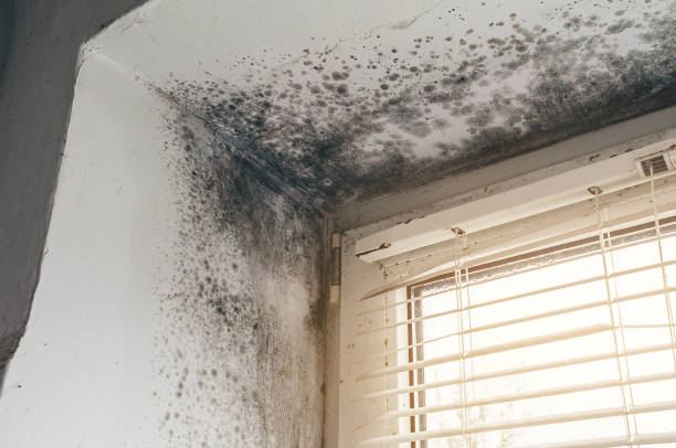 Affordable Mold Removal solutions in New Providence, PA